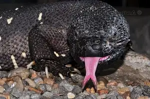 Unveiling the Fearsome Venom of Central America's Most Unique Mexican Beaded Lizard - image 6
