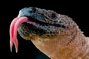 Unveiling the Fearsome Venom of Central America's Most Unique Mexican Beaded Lizard - image 4