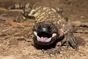 Unveiling the Fearsome Venom of Central America's Most Unique Mexican Beaded Lizard - image 0