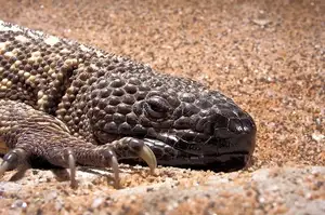 Unveiling the Fearsome Venom of Central America's Most Unique Mexican Beaded Lizard - image 8