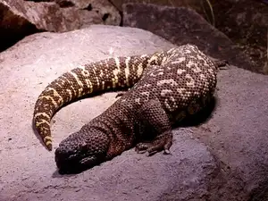 Unveiling the Fearsome Venom of Central America's Most Unique Mexican Beaded Lizard - image 1