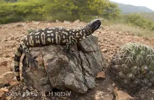 Unveiling the Fearsome Venom of Central America's Most Unique Mexican Beaded Lizard - image 3