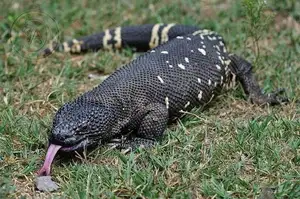 Unveiling the Fearsome Venom of Central America's Most Unique Mexican Beaded Lizard - image 7