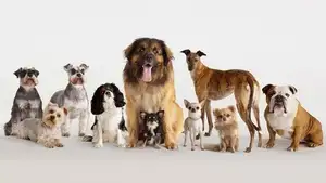 Animal's Acute Senses: Can These Adorable Dogs Predict Natural Disasters? - image 6