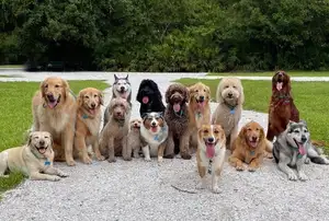Animal's Acute Senses: Can These Adorable Dogs Predict Natural Disasters? - image 9