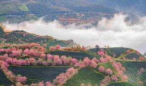 Top 5 Enchanting Destinations for Your Lunar New Year Tet Holiday Check-In - image 8