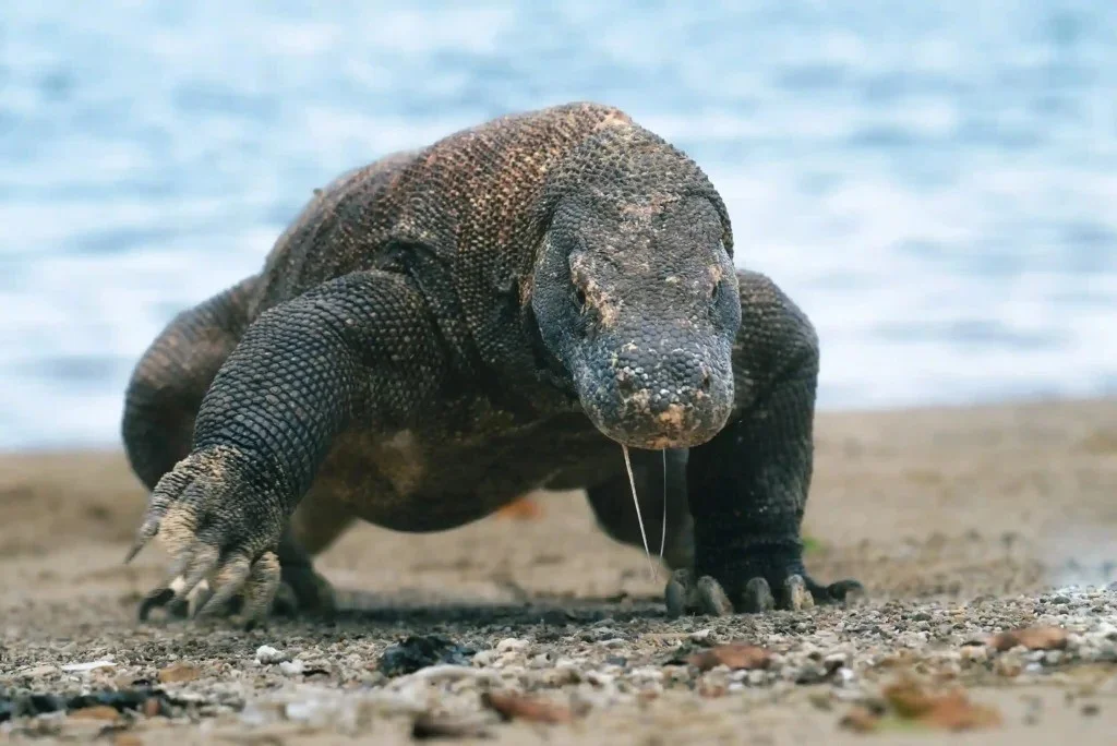 Komodo Dragon: Legendary Beast of Indonesia's Wallacea Island - Ancient Power