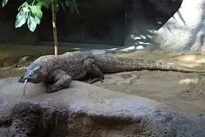 Komodo Dragon: Legendary Beast of Indonesia's Wallacea Island - Ancient Power - image 3