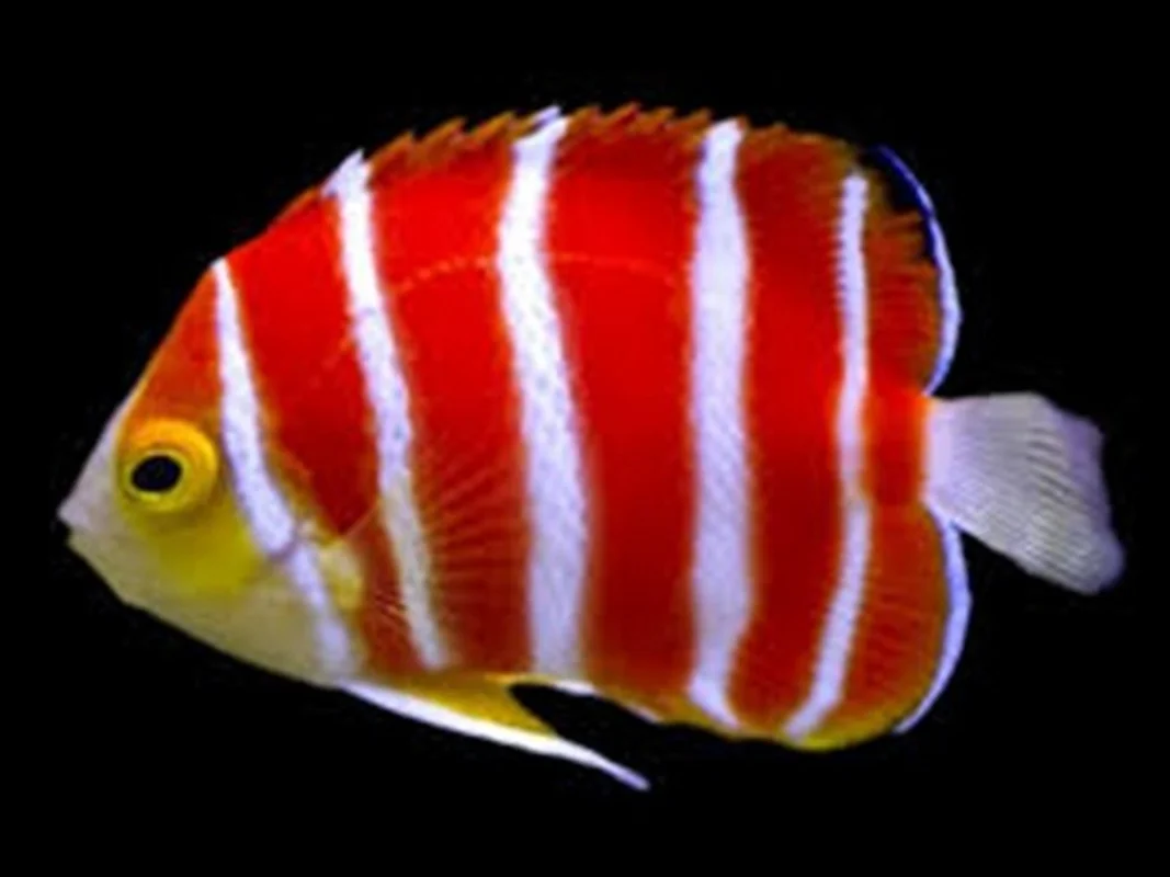 Top 8 Most Expensive Fish in the World: Luxury Aquatic Pets