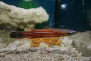 Top 8 Most Expensive Fish in the World: Luxury Aquatic Pets - image 5