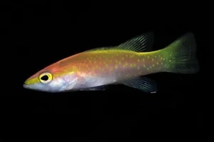 Top 8 Most Expensive Fish in the World: Luxury Aquatic Pets - image 7