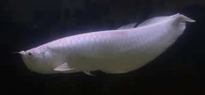 Top 8 Most Expensive Fish in the World: Luxury Aquatic Pets - image 4