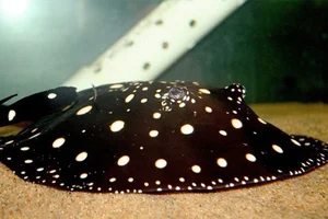 Top 8 Most Expensive Fish in the World: Luxury Aquatic Pets - image 2