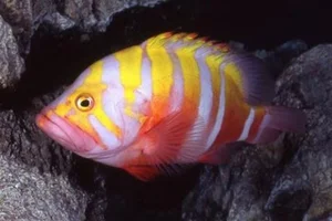 Top 8 Most Expensive Fish in the World: Luxury Aquatic Pets - image 1