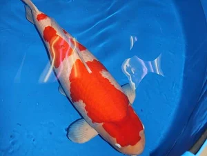 Top 8 Most Expensive Fish in the World: Luxury Aquatic Pets - image 6