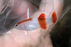 Top 8 Most Expensive Fish in the World: Luxury Aquatic Pets - image 3