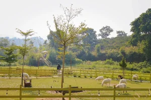Pet Lovers' Paradise: Exploring the Popular Dog Farms in Da Lat - image 5
