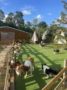 Pet Lovers' Paradise: Exploring the Popular Dog Farms in Da Lat - image 6