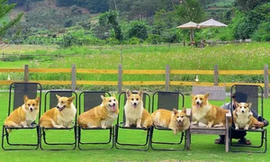 Pet Lovers' Paradise: Exploring the Popular Dog Farms in Da Lat - image 1