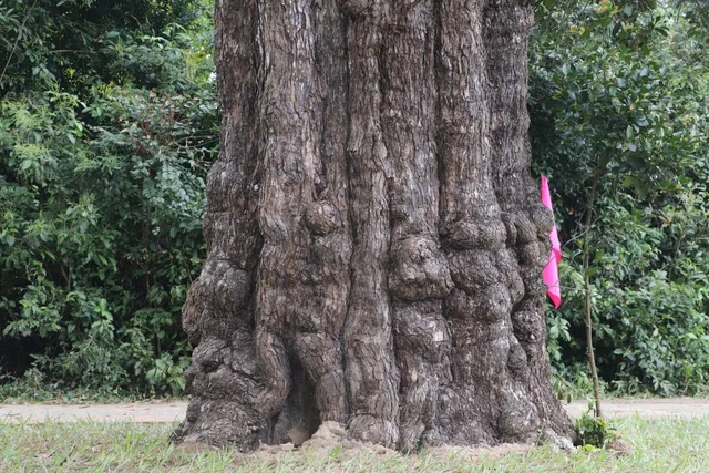 Ancient 500-Year-Old Honey Tree Recognized as Heritage in Quang Nam