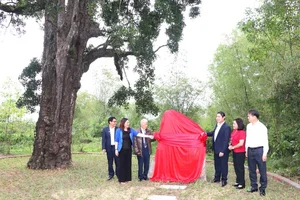 Ancient 500-Year-Old Honey Tree Recognized as Heritage in Quang Nam - image 5