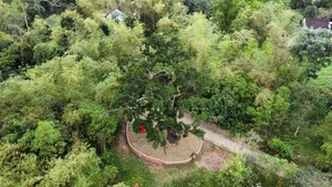 Ancient 500-Year-Old Honey Tree Recognized as Heritage in Quang Nam - image 10