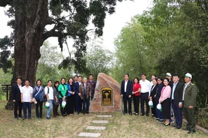 Ancient 500-Year-Old Honey Tree Recognized as Heritage in Quang Nam - image 11