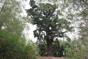 Ancient 500-Year-Old Honey Tree Recognized as Heritage in Quang Nam - image 1
