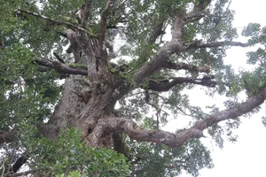 Ancient 500-Year-Old Honey Tree Recognized as Heritage in Quang Nam - image 2