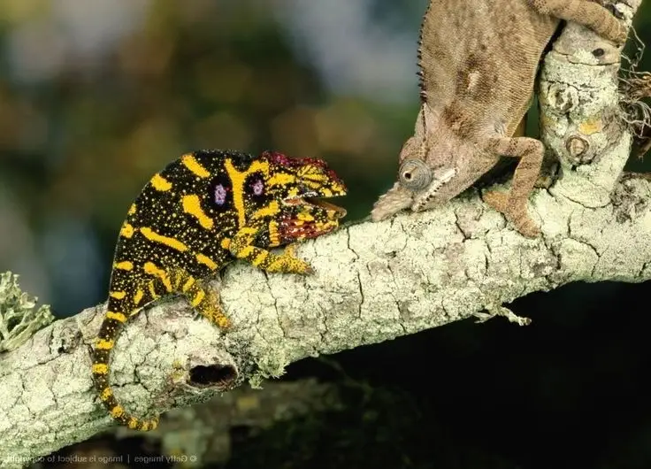 Unraveling the Chameleon: Africa's Master of Camouflage and Bizarre Reptile