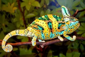 Unraveling the Chameleon: Africa's Master of Camouflage and Bizarre Reptile - image 3