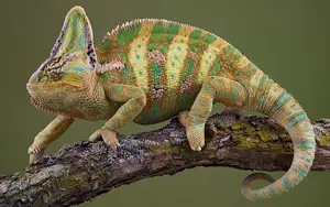Unraveling the Chameleon: Africa's Master of Camouflage and Bizarre Reptile - image 2