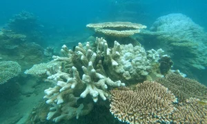 Con Dao Coral Bleaching: The Alarming Transformation of Vietnam’s Marine Paradise - image 8