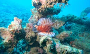 Con Dao Coral Bleaching: The Alarming Transformation of Vietnam’s Marine Paradise - image 5