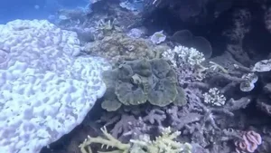 Con Dao Coral Bleaching: The Alarming Transformation of Vietnam’s Marine Paradise - image 2