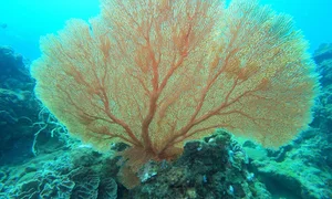 Con Dao Coral Bleaching: The Alarming Transformation of Vietnam’s Marine Paradise - image 4