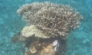 Con Dao Coral Bleaching: The Alarming Transformation of Vietnam’s Marine Paradise - image 3