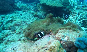 Con Dao Coral Bleaching: The Alarming Transformation of Vietnam’s Marine Paradise - image 7