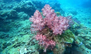 Con Dao Coral Bleaching: The Alarming Transformation of Vietnam’s Marine Paradise - image 0