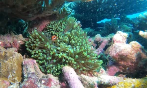 Con Dao Coral Bleaching: The Alarming Transformation of Vietnam’s Marine Paradise - image 6