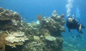 Con Dao Coral Bleaching: The Alarming Transformation of Vietnam’s Marine Paradise - image 1