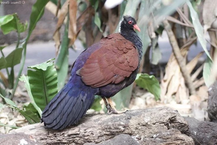 Discover the Pheasant Pigeon: Rare, Enigmatic Bird of New Guinea's Tropical Forests
