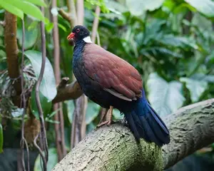 Discover the Pheasant Pigeon: Rare, Enigmatic Bird of New Guinea's Tropical Forests - image 2