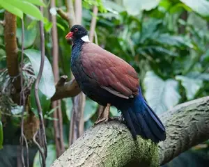 Discover the Pheasant Pigeon: Rare, Enigmatic Bird of New Guinea's Tropical Forests - image 6