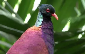 Discover the Pheasant Pigeon: Rare, Enigmatic Bird of New Guinea's Tropical Forests - image 3