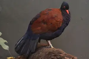 Discover the Pheasant Pigeon: Rare, Enigmatic Bird of New Guinea's Tropical Forests - image 8