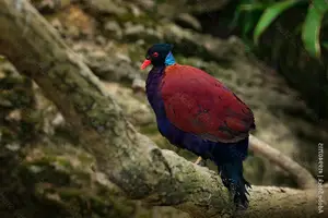 Discover the Pheasant Pigeon: Rare, Enigmatic Bird of New Guinea's Tropical Forests - image 4