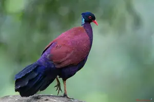 Discover the Pheasant Pigeon: Rare, Enigmatic Bird of New Guinea's Tropical Forests - image 5