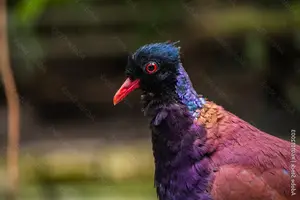 Discover the Pheasant Pigeon: Rare, Enigmatic Bird of New Guinea's Tropical Forests - image 7