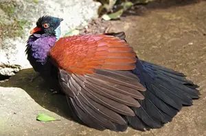 Discover the Pheasant Pigeon: Rare, Enigmatic Bird of New Guinea's Tropical Forests - image 1